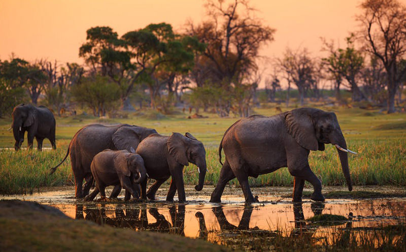 Livingstone Elephants